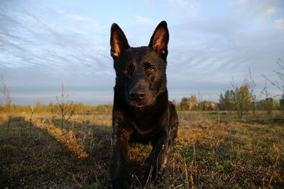 Portrait of a dog on field