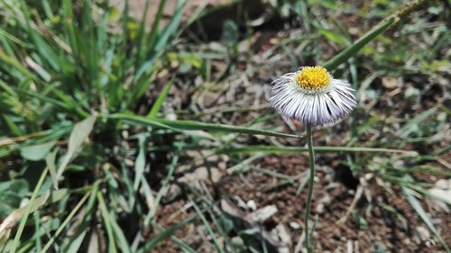 Close-up of flowers blooming outdoors