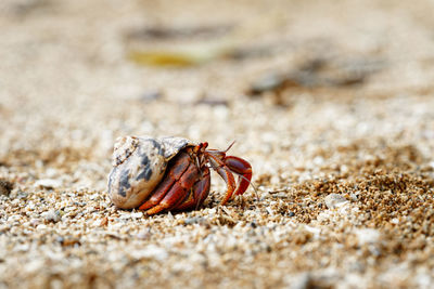 Close-up of a hermit crab wearing a shell shell as a shelter on the beach