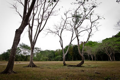 Bare trees on landscape against sky