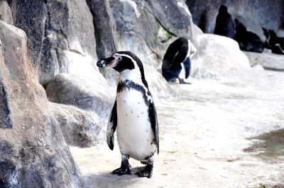 High angle view of penguins on rock