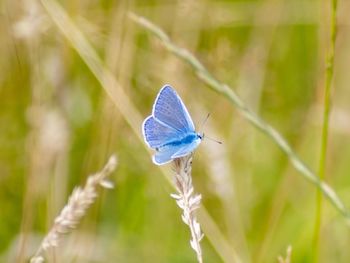 Close-up of butterfly on plant