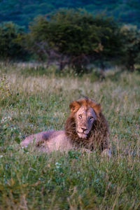 Lioness sitting on field