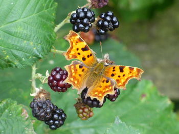 Close-up of butterfly on fruit