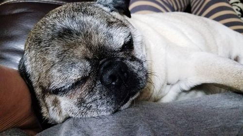 Close-up portrait of dog sleeping