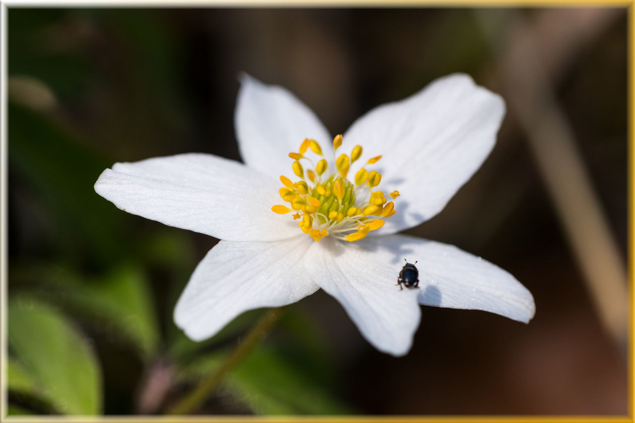 fragility, flower, beauty in nature, nature, freshness, petal, animal themes, insect, one animal, flower head, close-up, growth, animals in the wild, pollen, blooming, no people, plant, outdoors, day, pollination