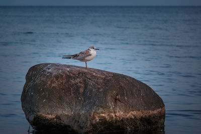 Seagull perching on rock by sea