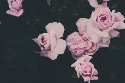 Close-up of pink rose