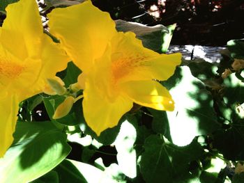 Close-up of yellow flower