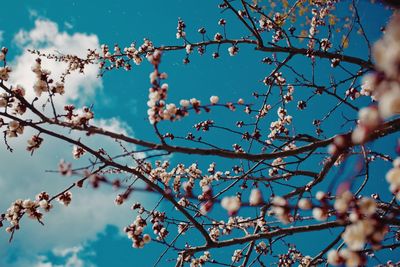 Low angle view of cherry blossom against sky