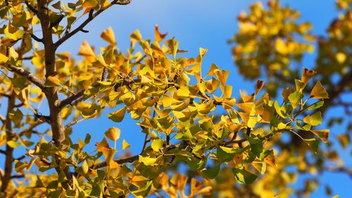 Low angle view of yellow tree against sky