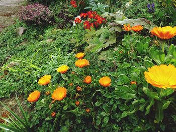 Close-up of orange flowers