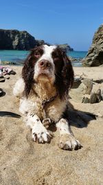 Close-up of dog sitting on beach