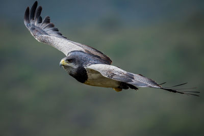 Close-up of eagle flying