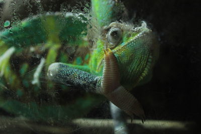 Close-up of turtle swimming