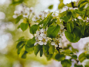 Close-up of white flower tree