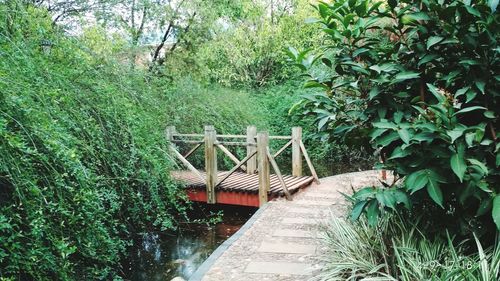 Footbridge over canal in forest