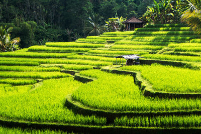 Scenic view of agricultural field