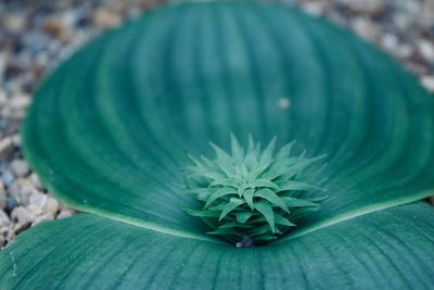 High angle view of fresh green plant