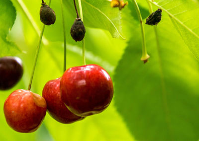 Close-up of cherries growing on plant