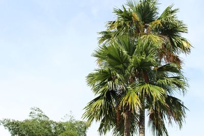 Low angle view of palm trees against sky