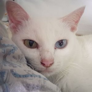 Close-up portrait of cat