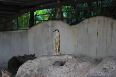 View of horse on rock