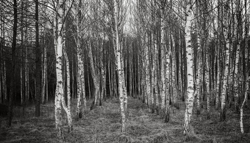 Full frame shot of trees