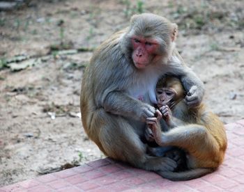 Close-up of monkey sitting on stone wall