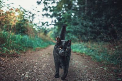 Close-up of cat walking on footpath