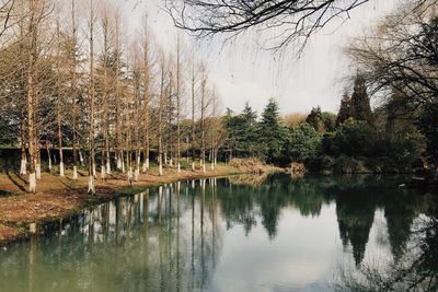 Scenic view of lake in forest against sky