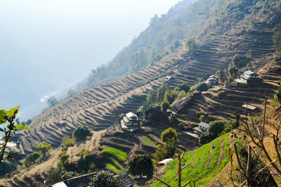 High angle view of rice paddy