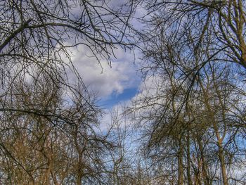 Low angle view of bare trees against sky