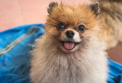 Close-up portrait of dog sticking out tongue