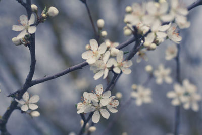 Close-up of white flowers blooming on tree