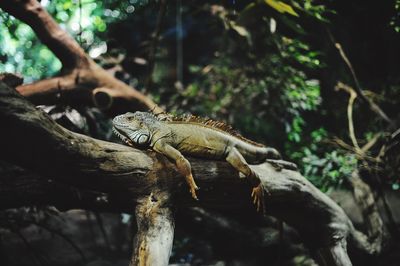 Close-up of lizard on tree