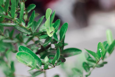 Close-up of fresh green leaves on plant