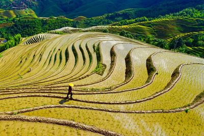 Scenic view of rice paddy