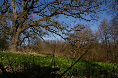 Trees on field against sky