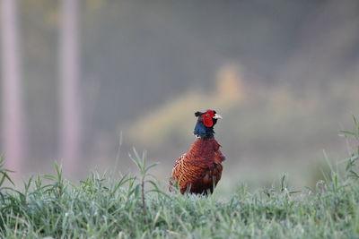 View of a bird on field