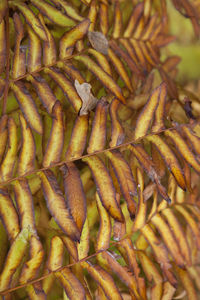 Full frame shot of fresh green leaves