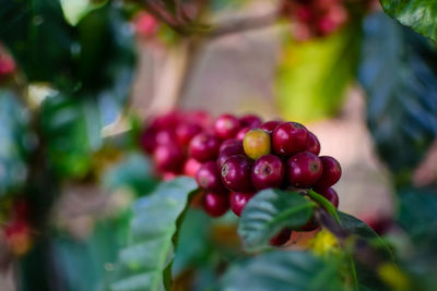 Coffee bean tree