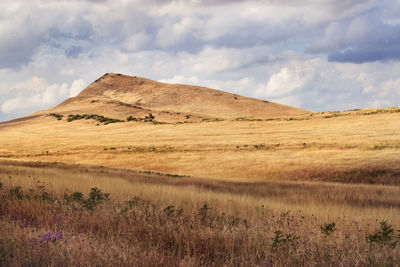 Scenic view of field against sky