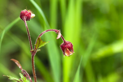 Close-up of pink flower buds