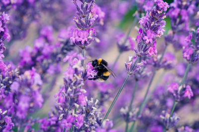 Close-up of bee on purple flowers