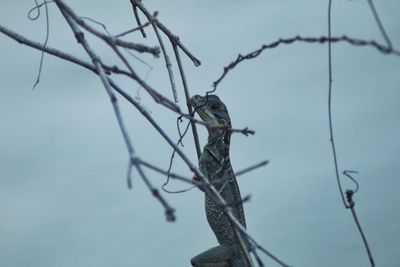 Close-up of bird perching on branch