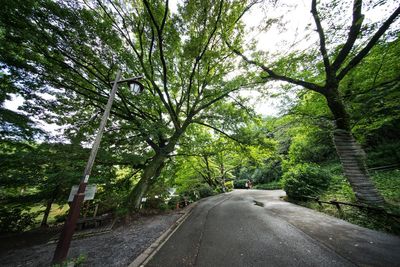 Road amidst trees against sky