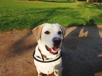 Portrait of dog sitting on grass