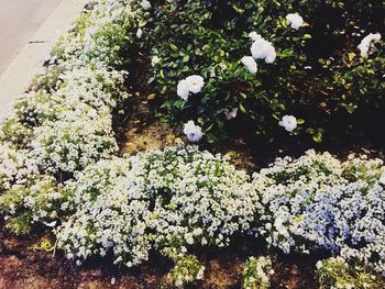 Close-up of white flowers