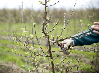 Cropped hands pruning plant on field